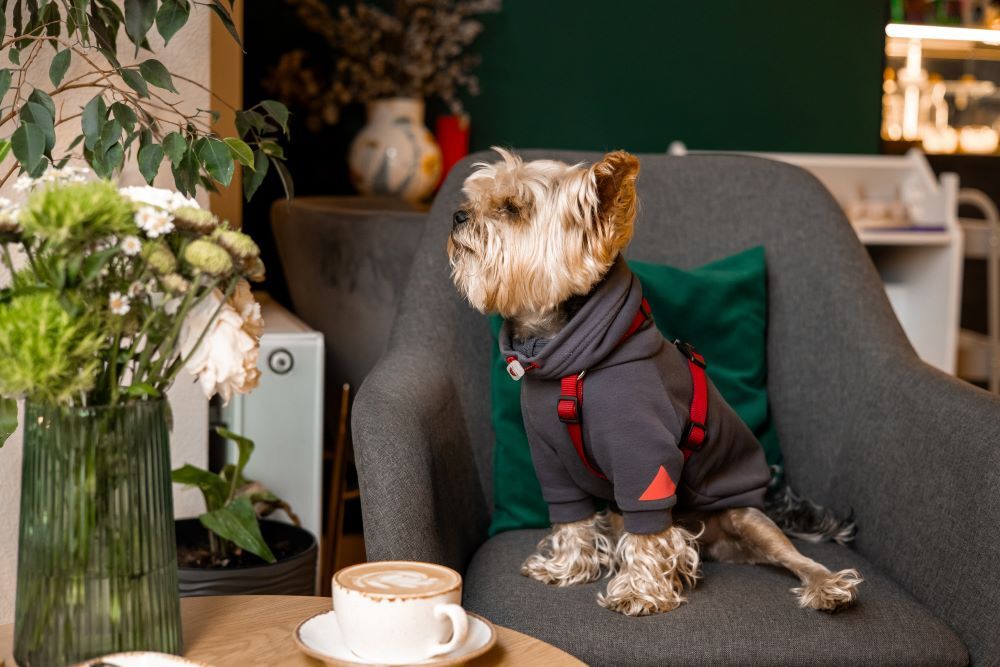 Best Dog-Friendly Cafés in Abu Dhabi