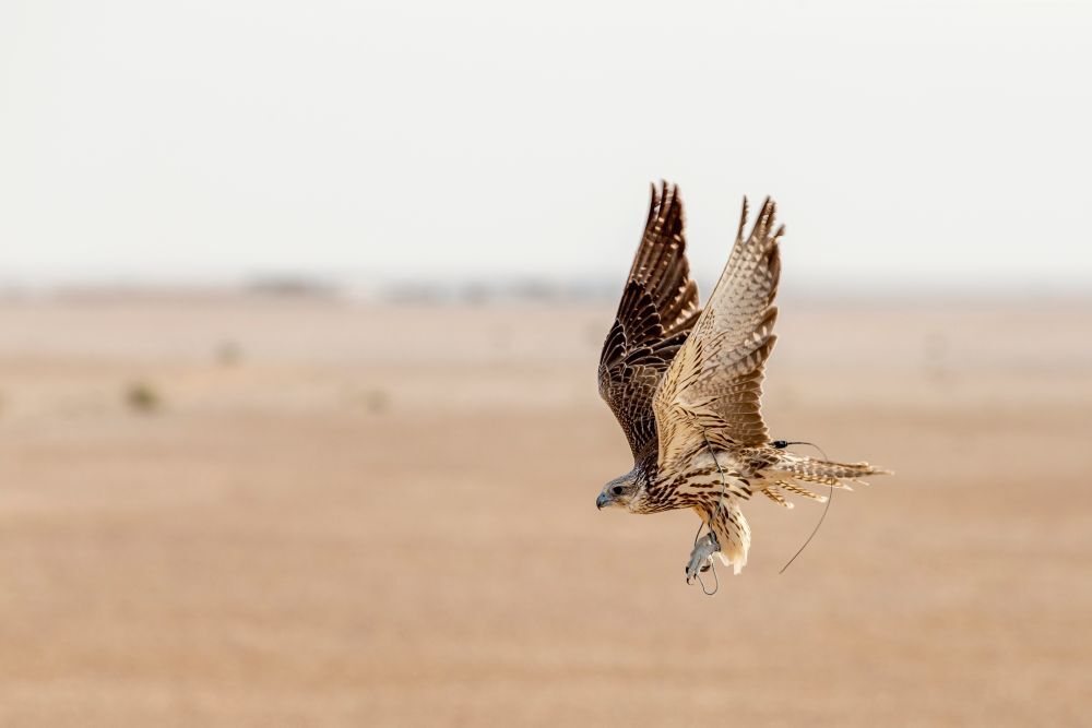 Inside Abu Dhabi’s Million-Dollar Falcon Industry